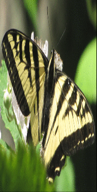 aktive op transform by @2 @1