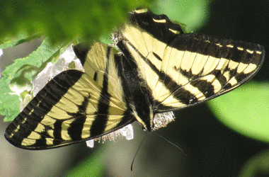 aktive op transform by @2 @1